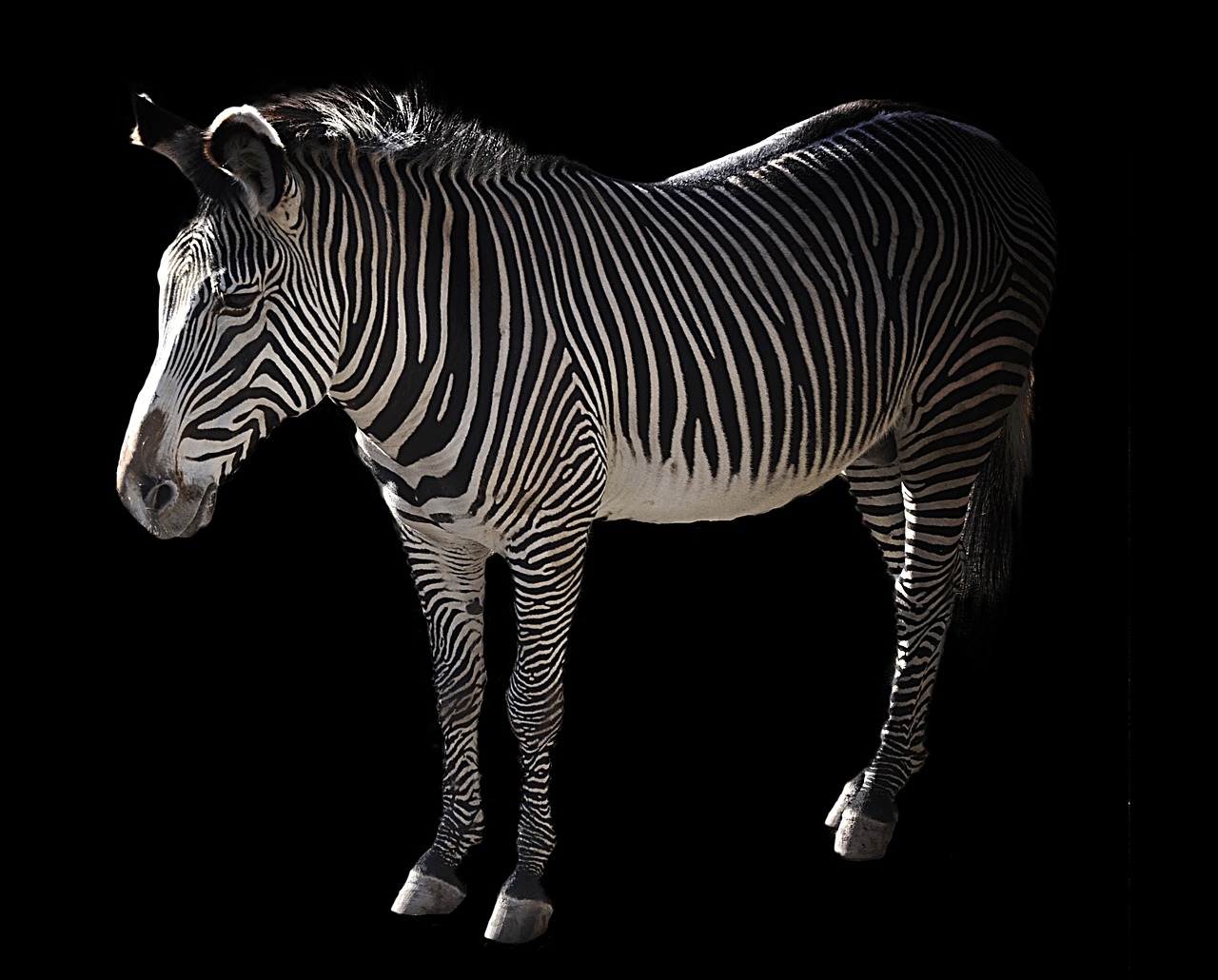 grevy zebra africa free photo