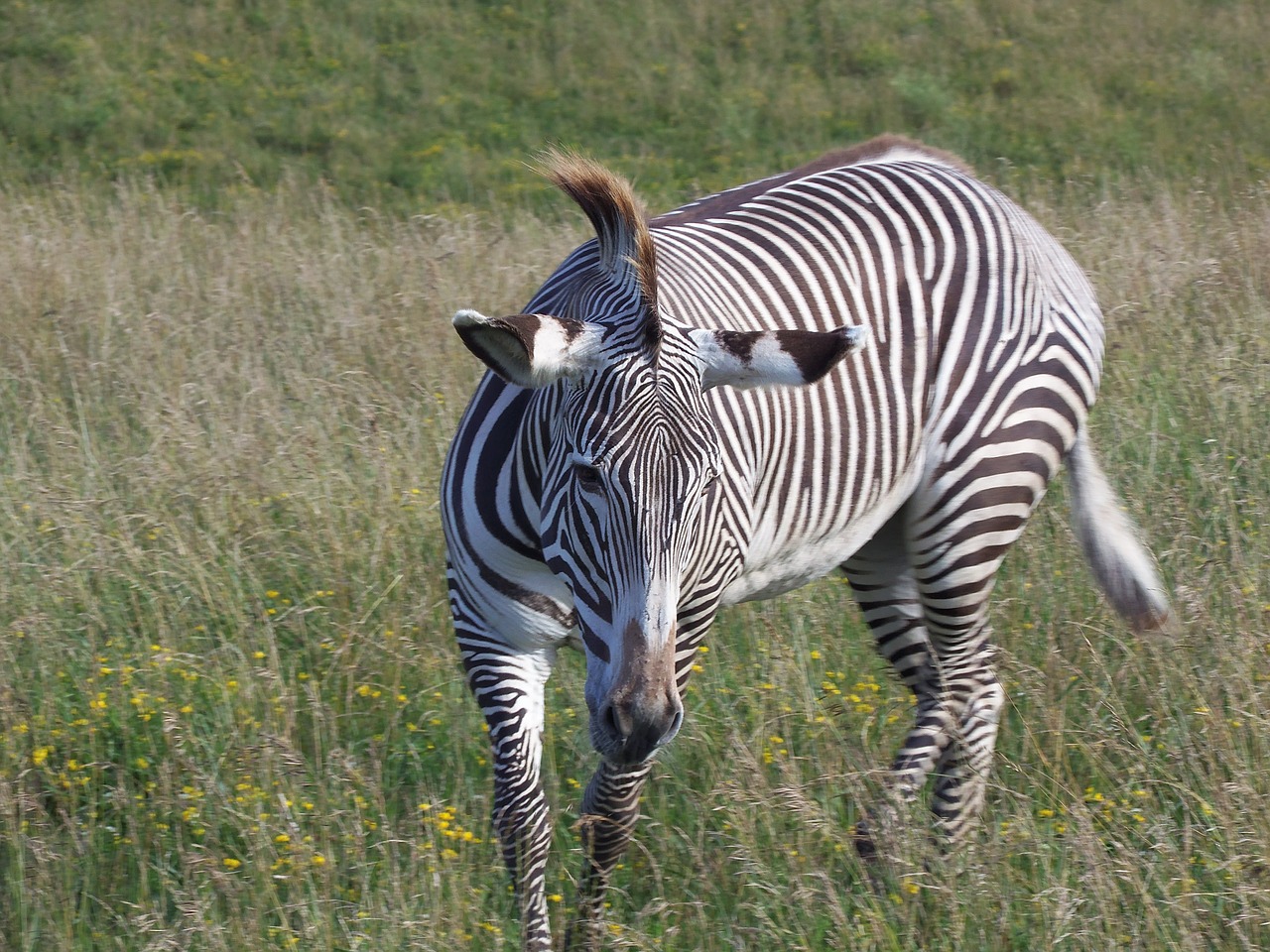 grevy's zebra zebra imperial zebra free photo