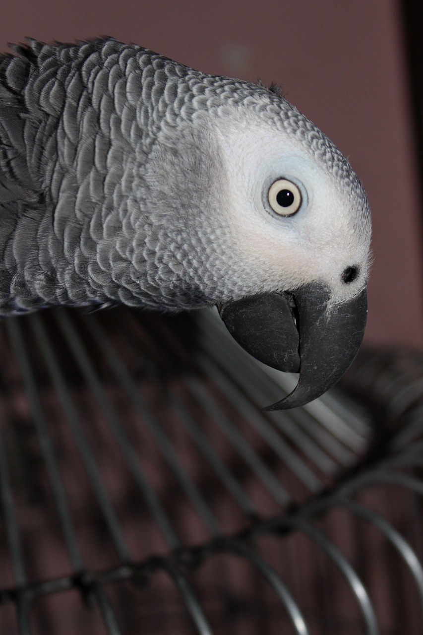 grey parrot bird free photo