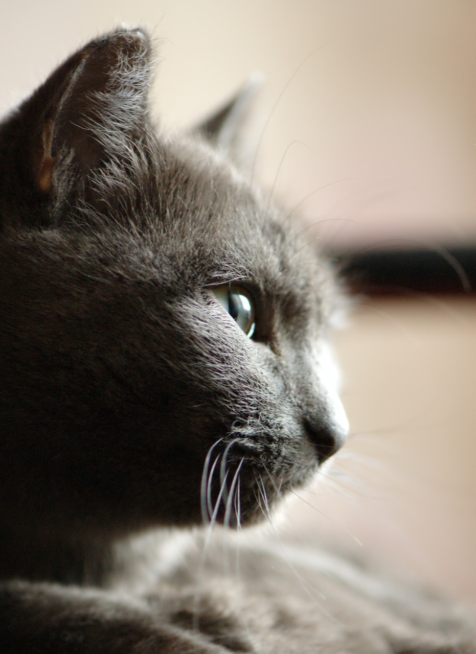 grey cat portrait free photo