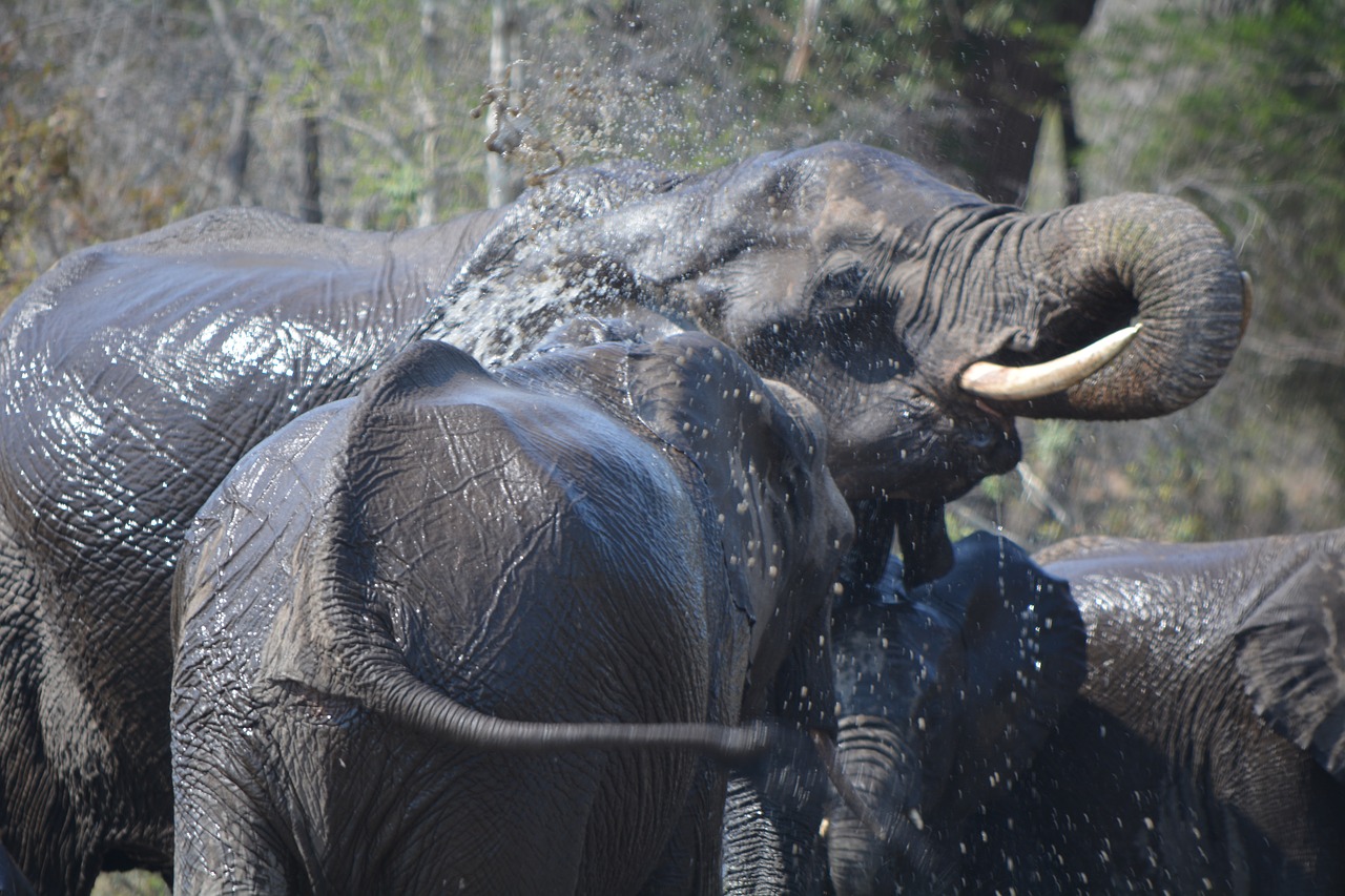 trunk wildlife elephant free photo
