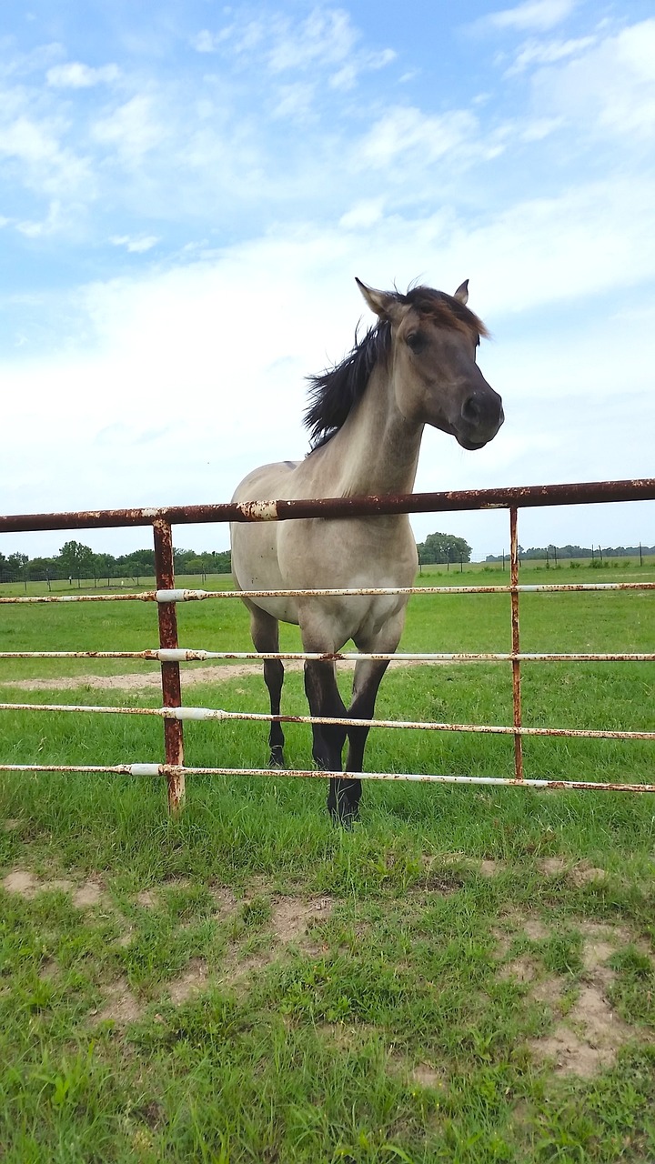 grey horse fenced free photo