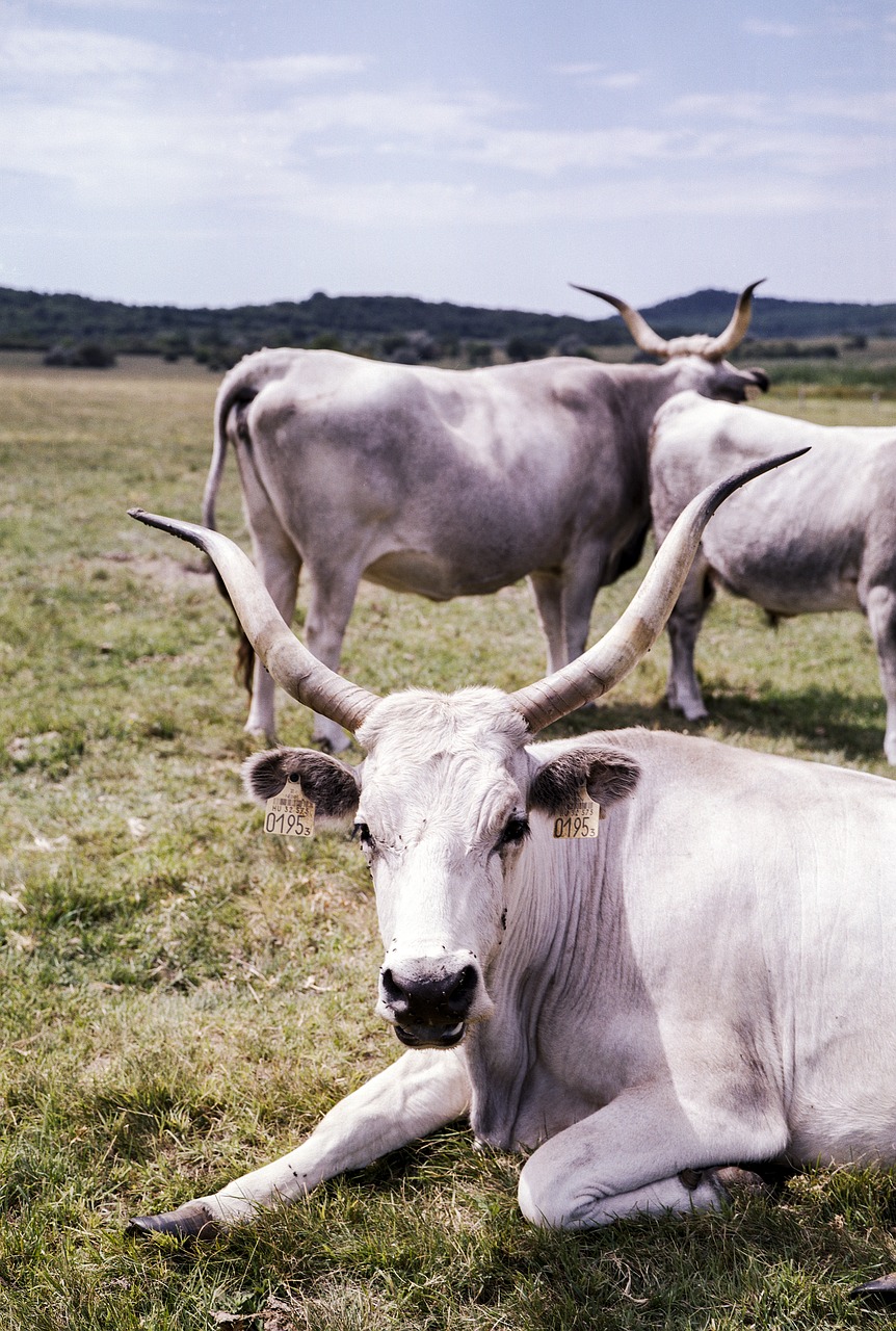 grey cow hungarian free photo