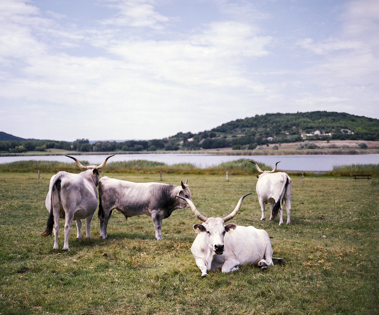 grey cow hungarian free photo