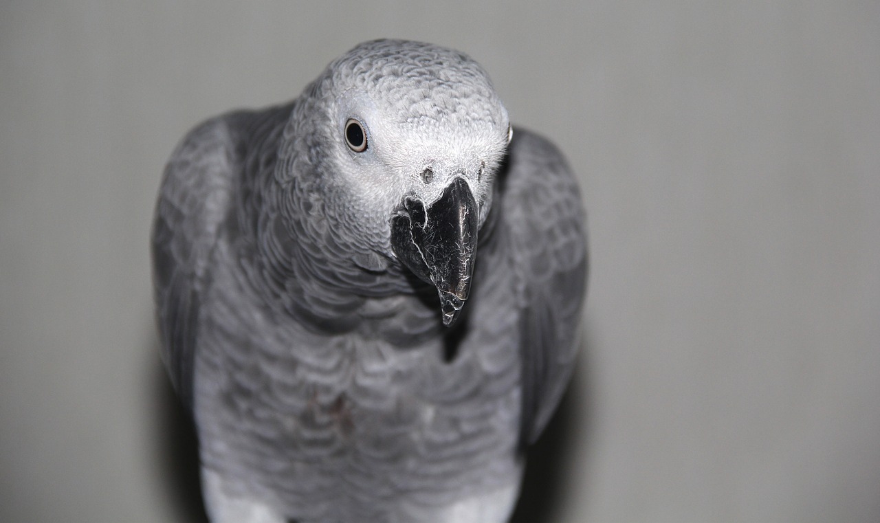 grey parrot head free photo