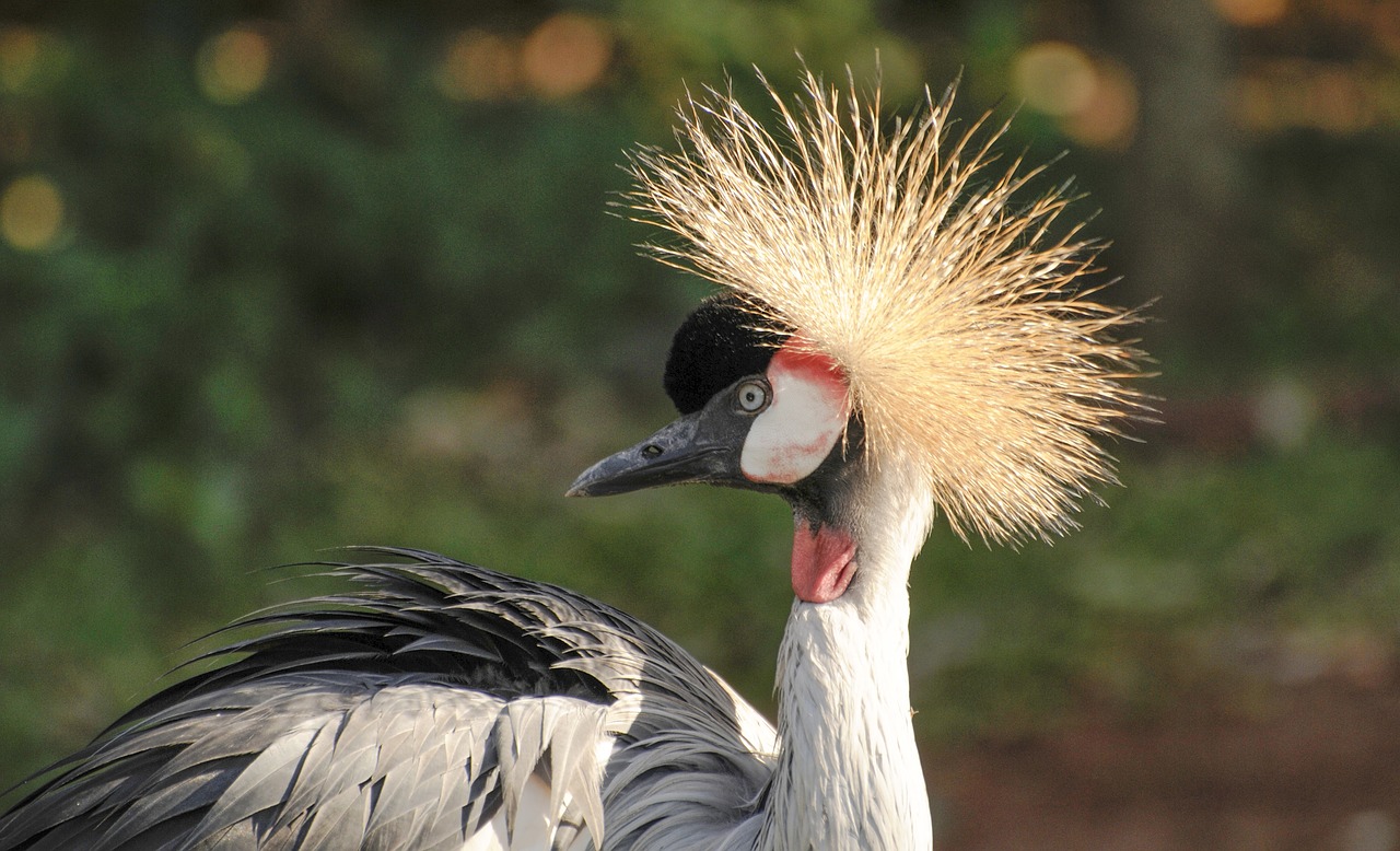 grey  crowned  crane free photo