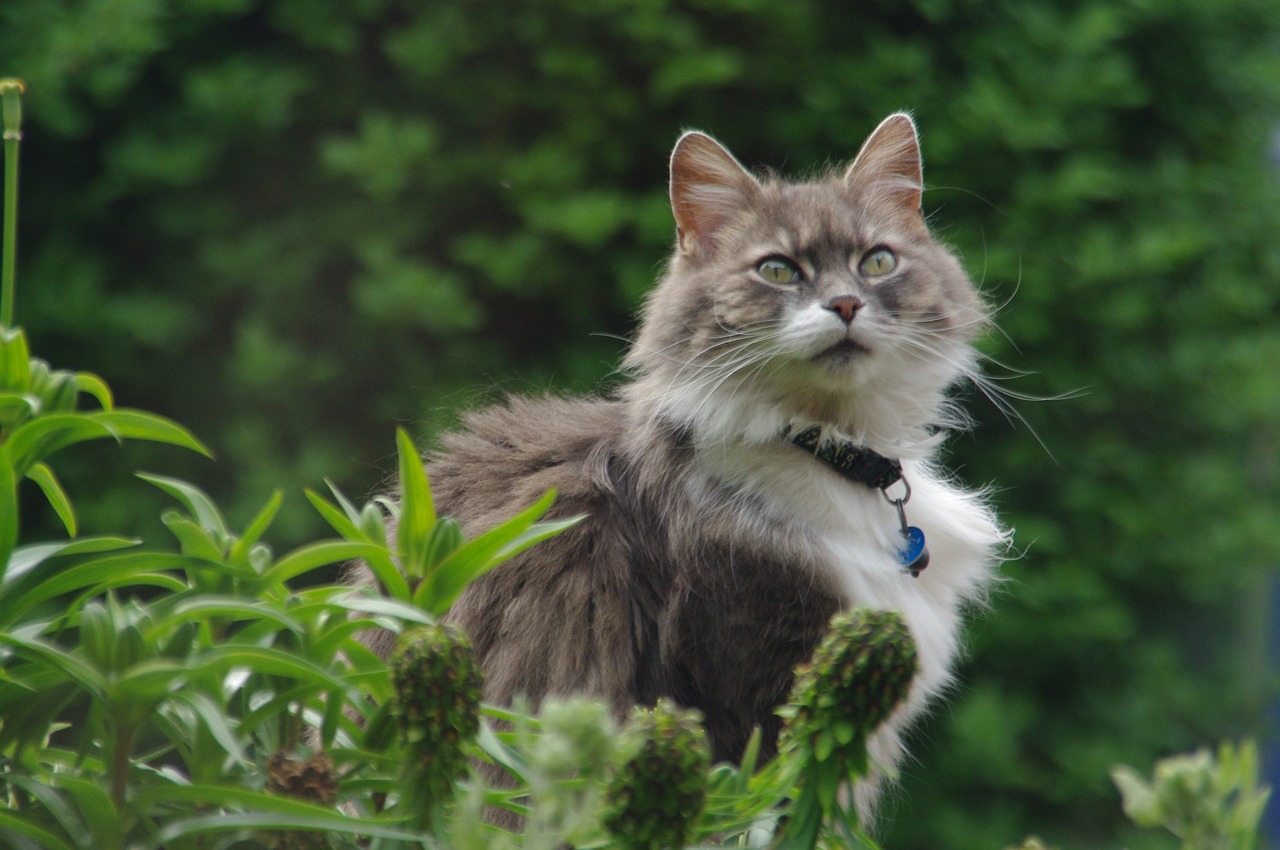 grey  fluffy  pet free photo