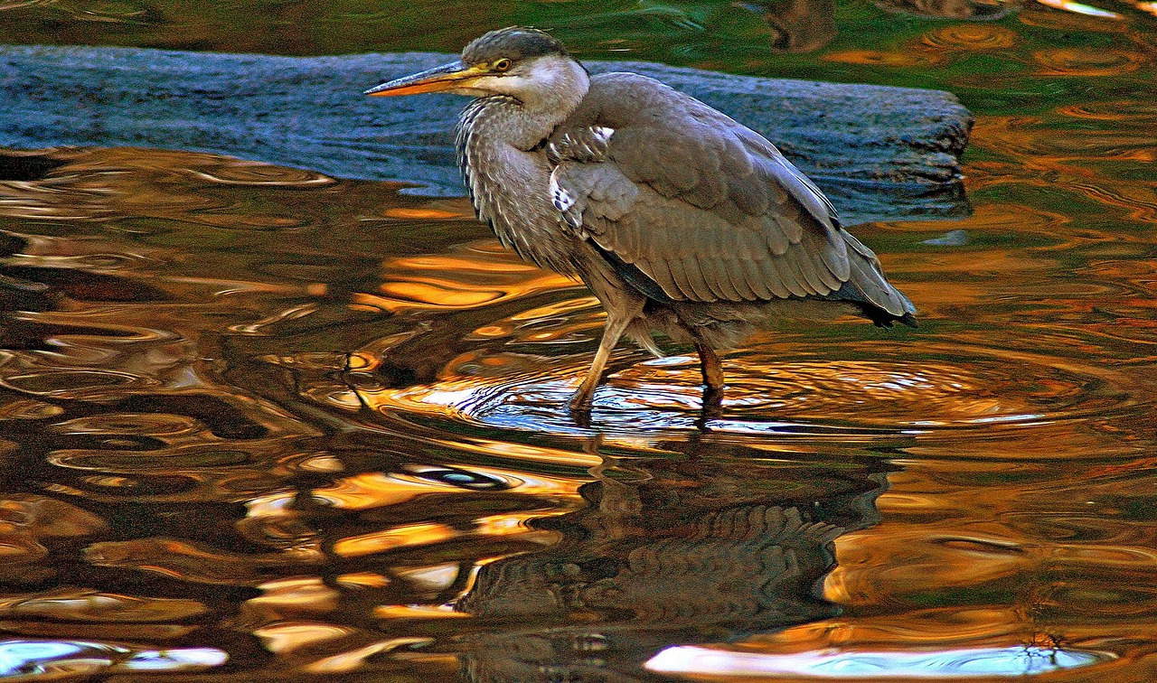 grey heron water free photo