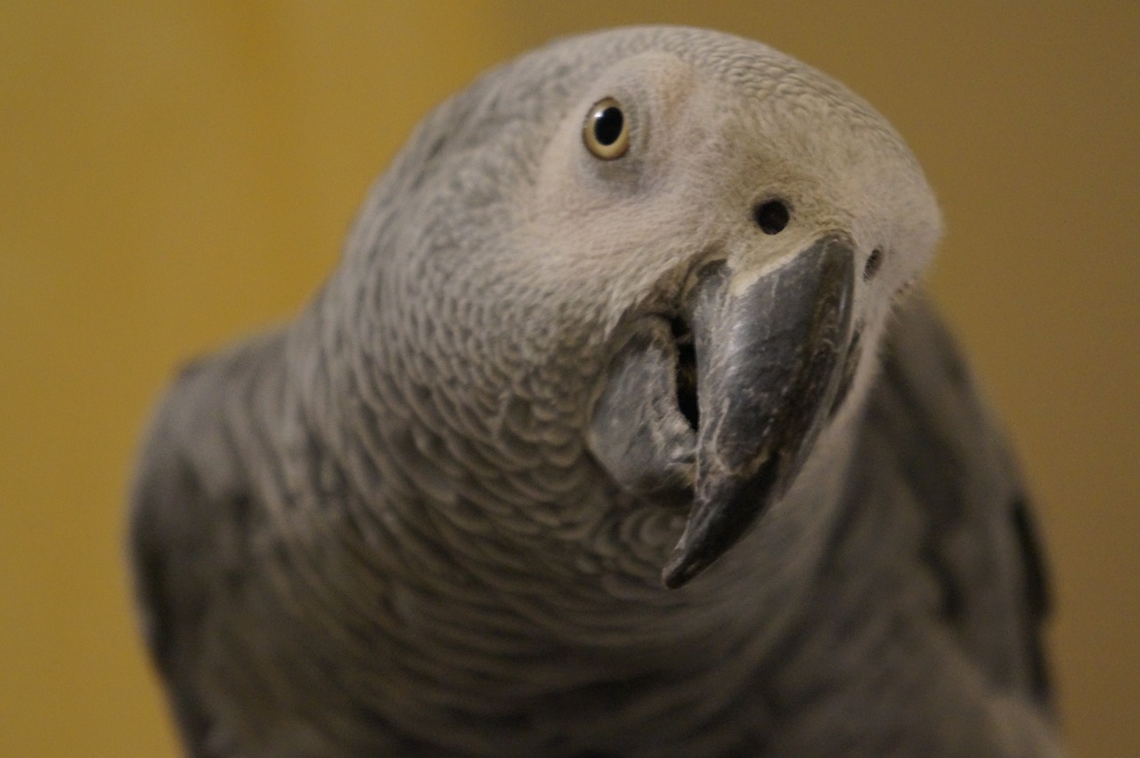 grey parrot gabon free photo