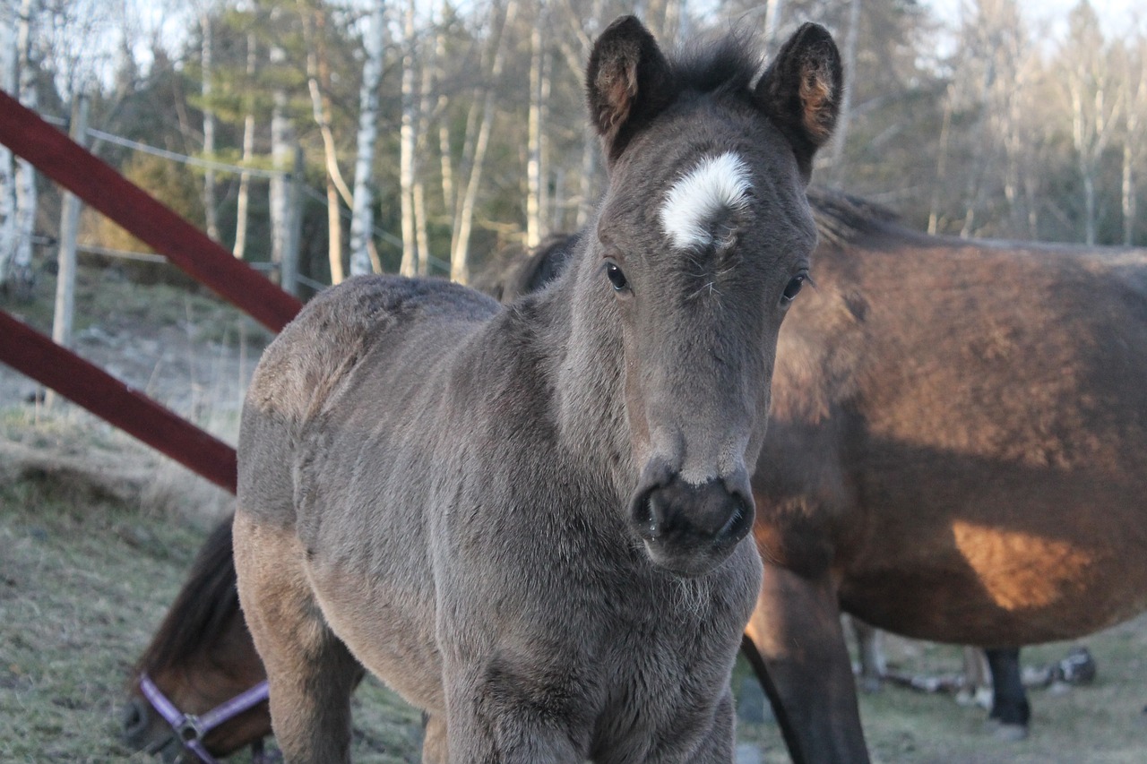 grey foal horse free photo