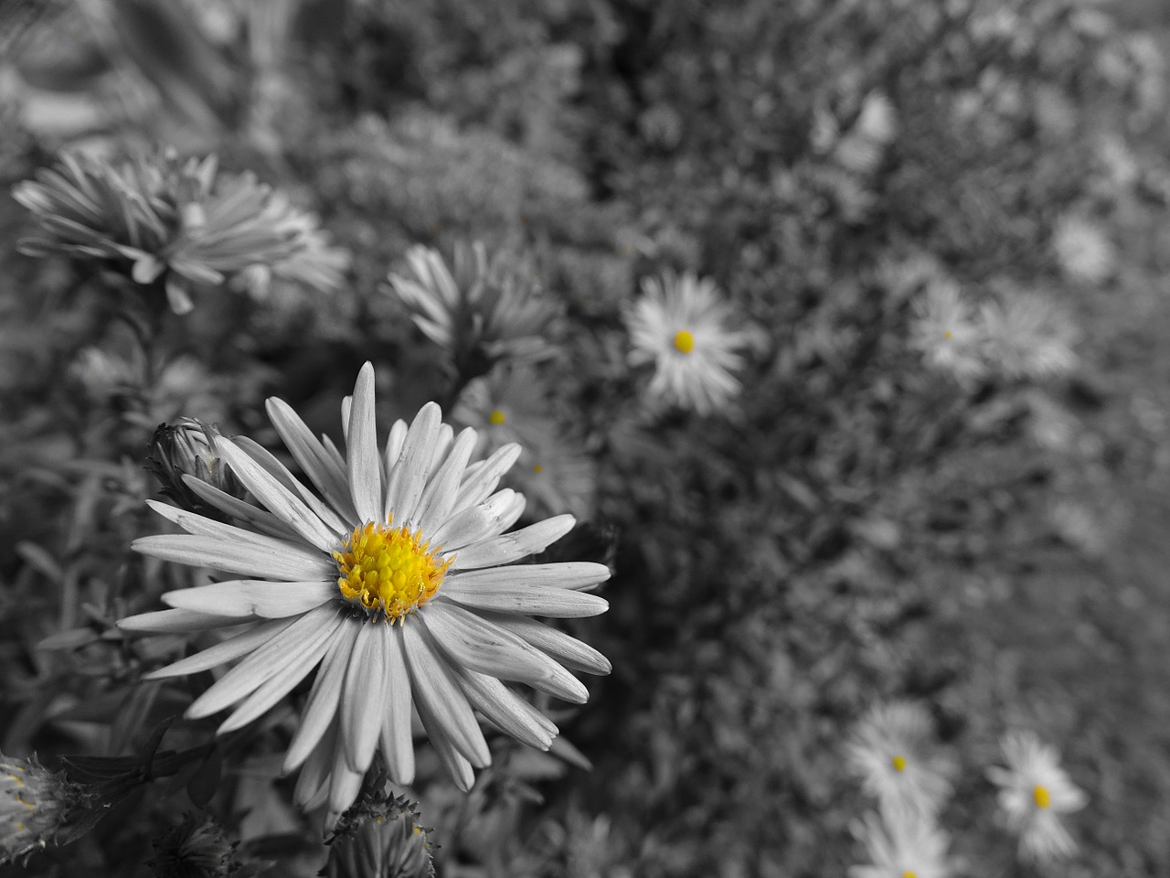 aster grey yellow free photo