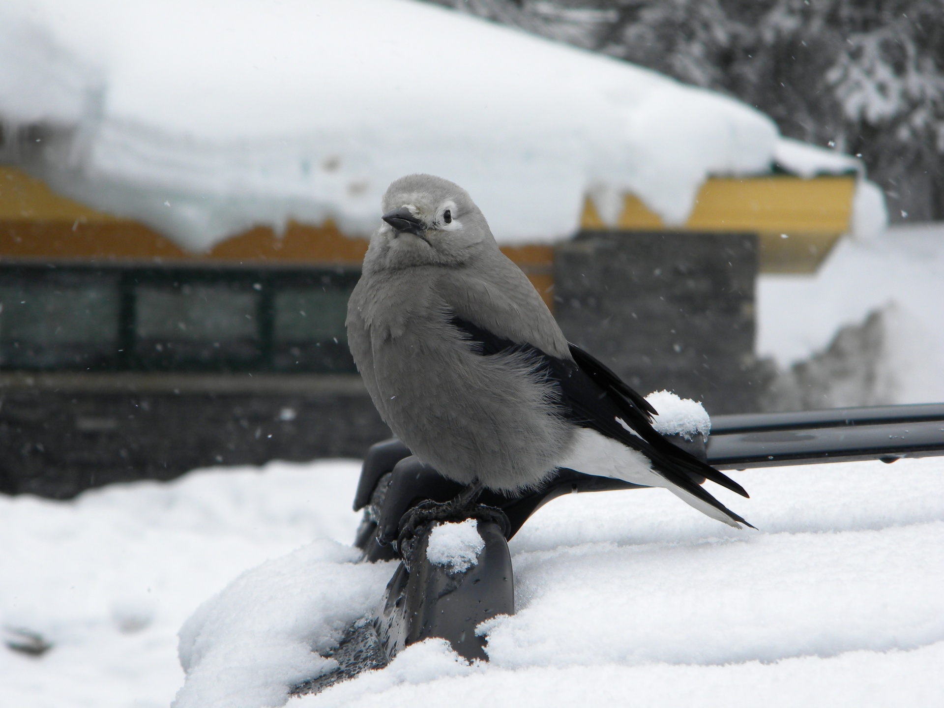 winter bird lake louise free photo