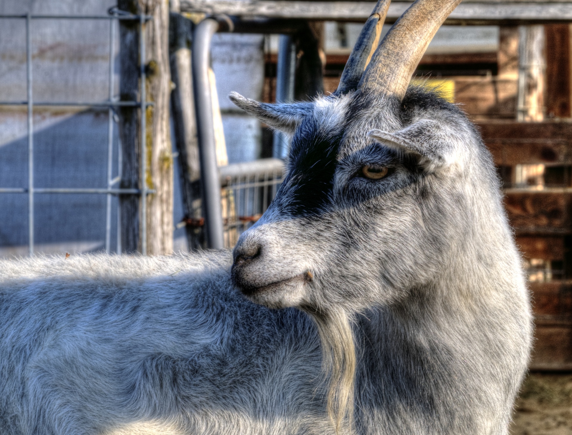 goat goats grey free photo