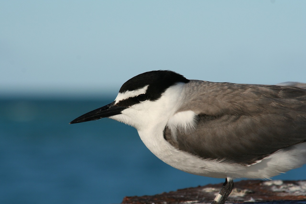 grey backed tern bird seabird free photo