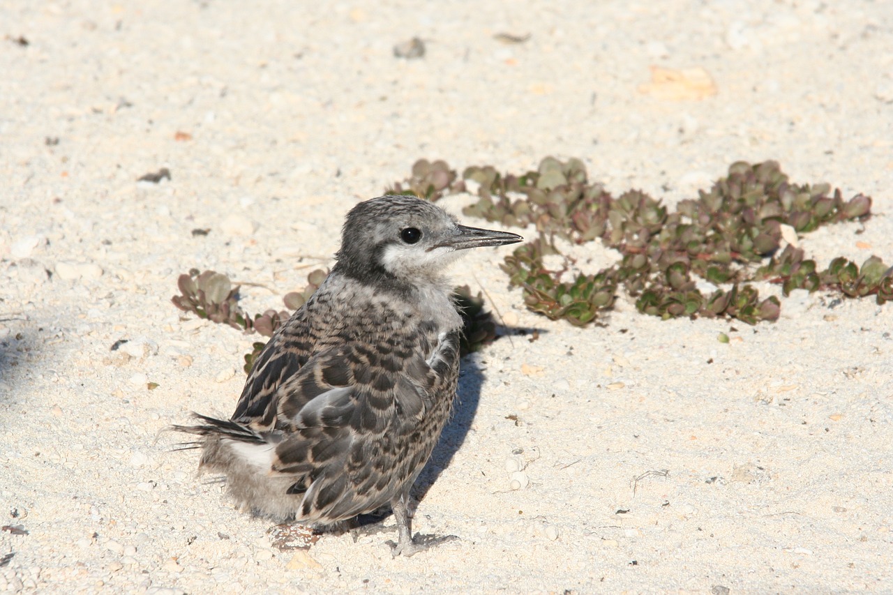 grey backed tern partly feathered baby free photo