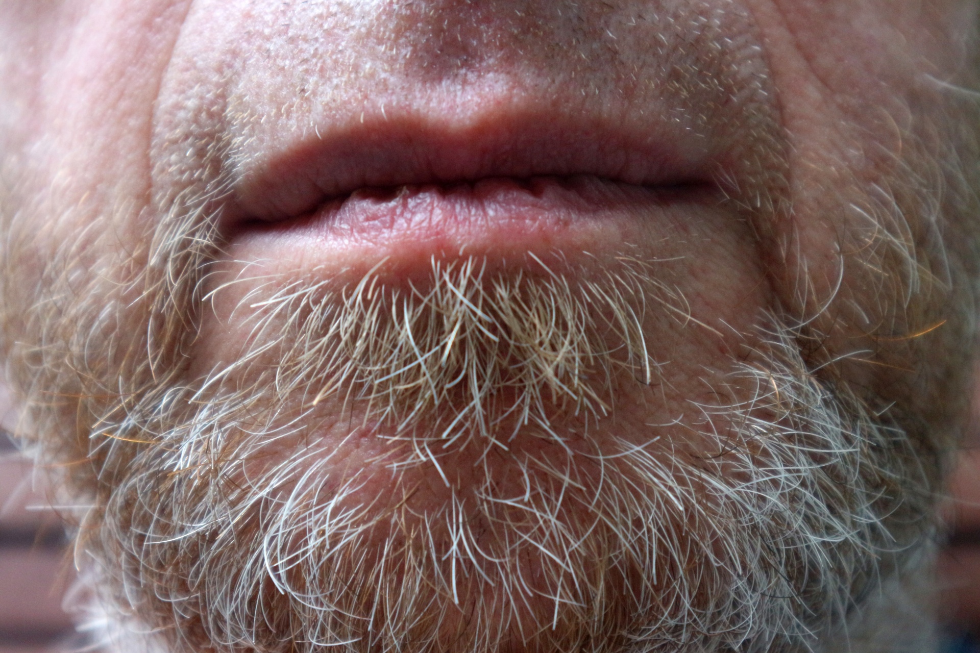 grey beard close up free photo