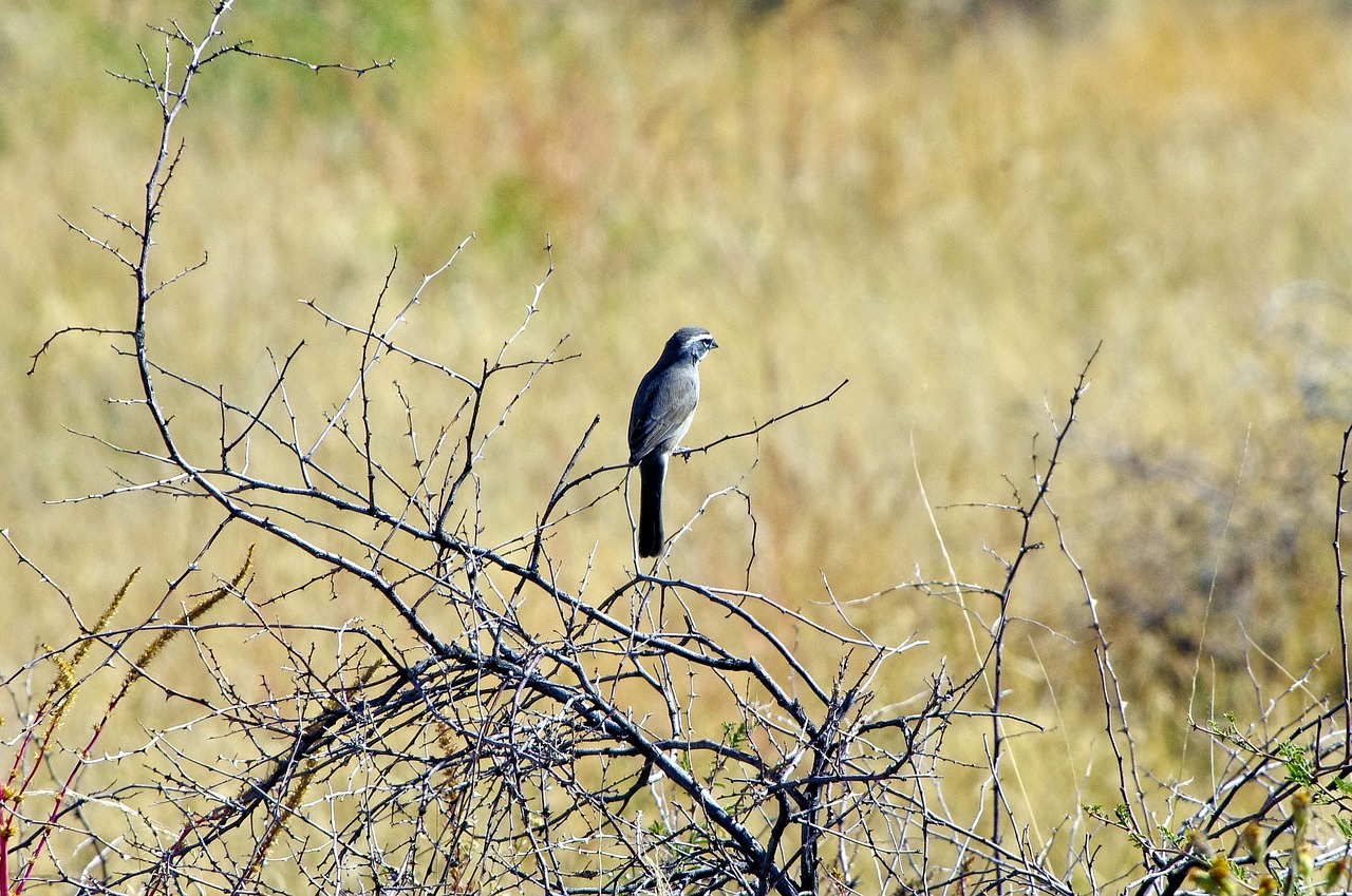 grey bird on bare thorny shrub  bird  feathers free photo