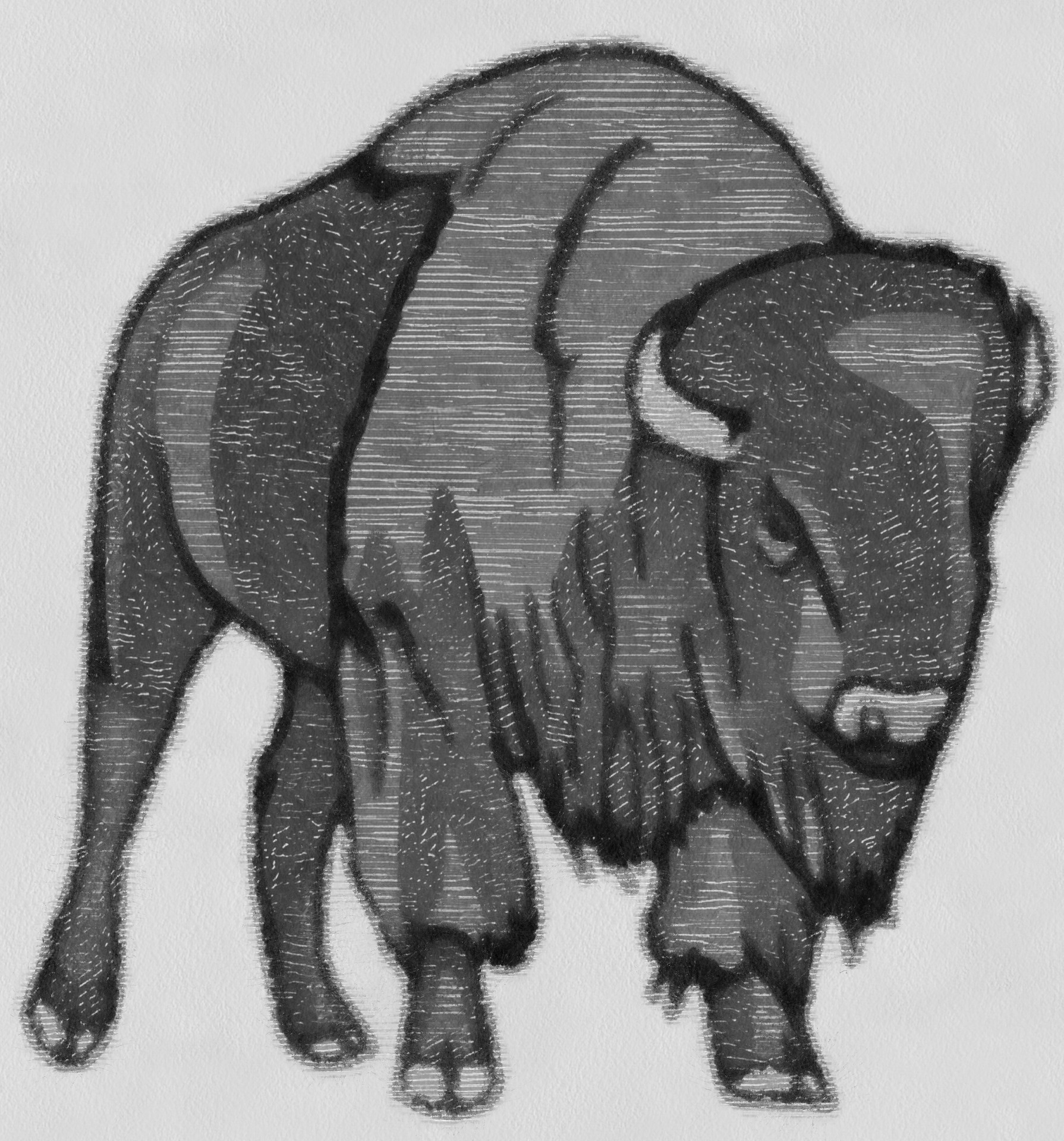 bison animal america free photo