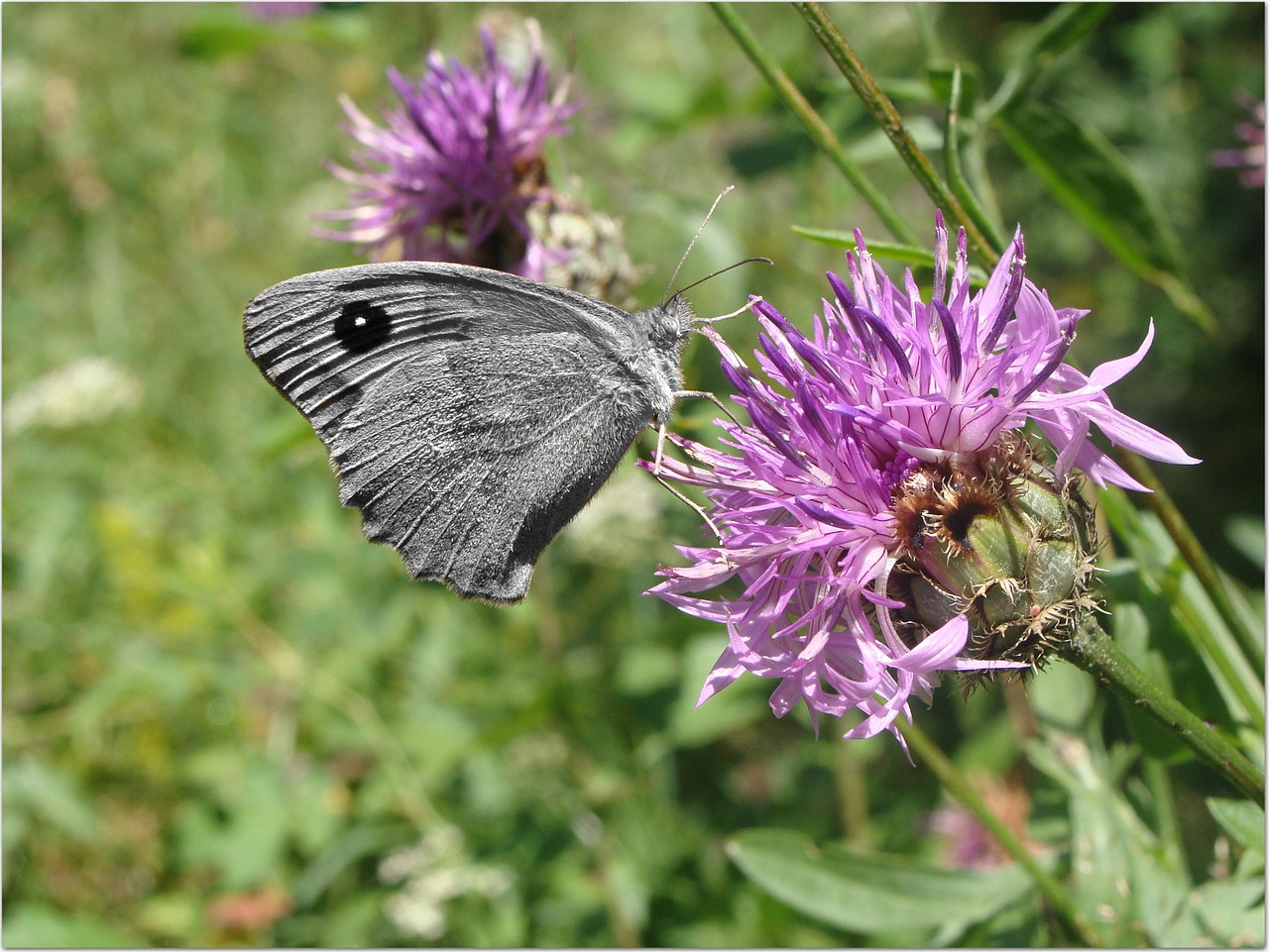 grey butterfly nature thistle free photo