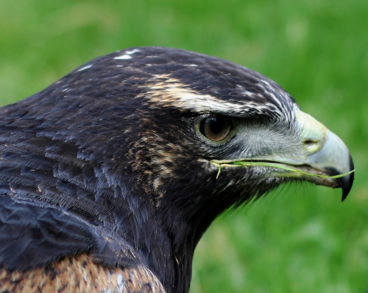 grey buzzard eagle bird of prey prey free photo
