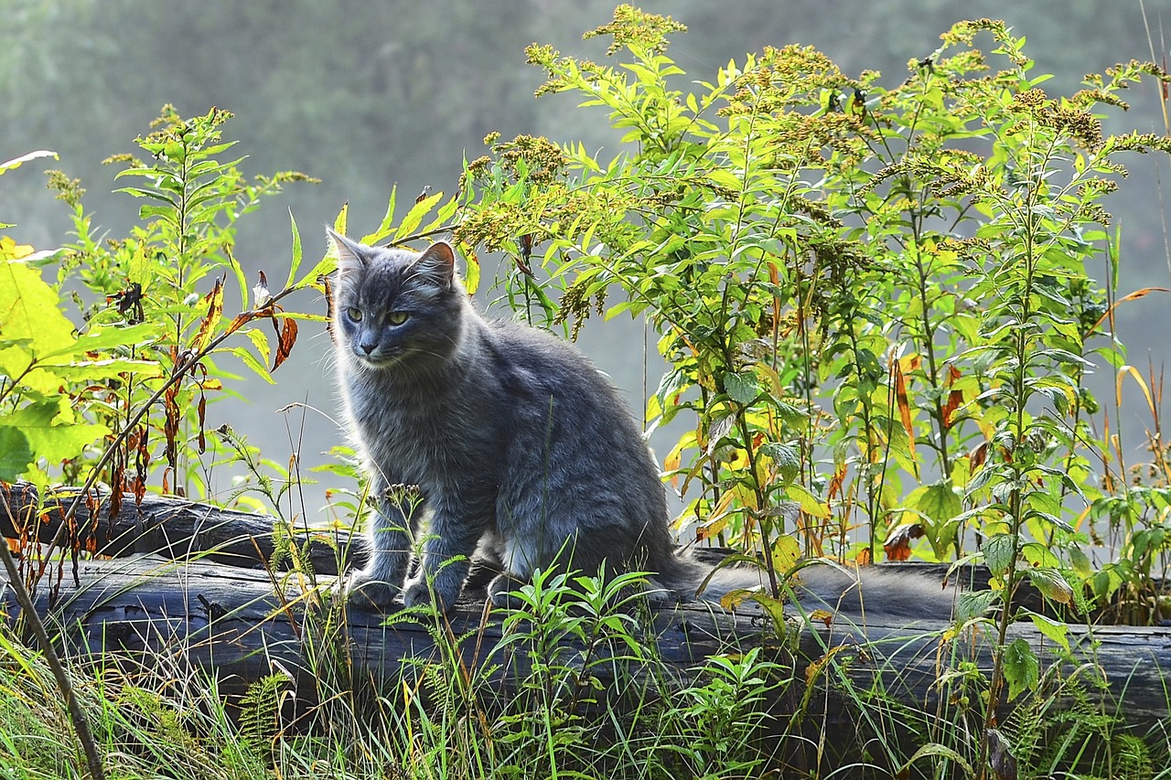 grey cat nature animal free photo