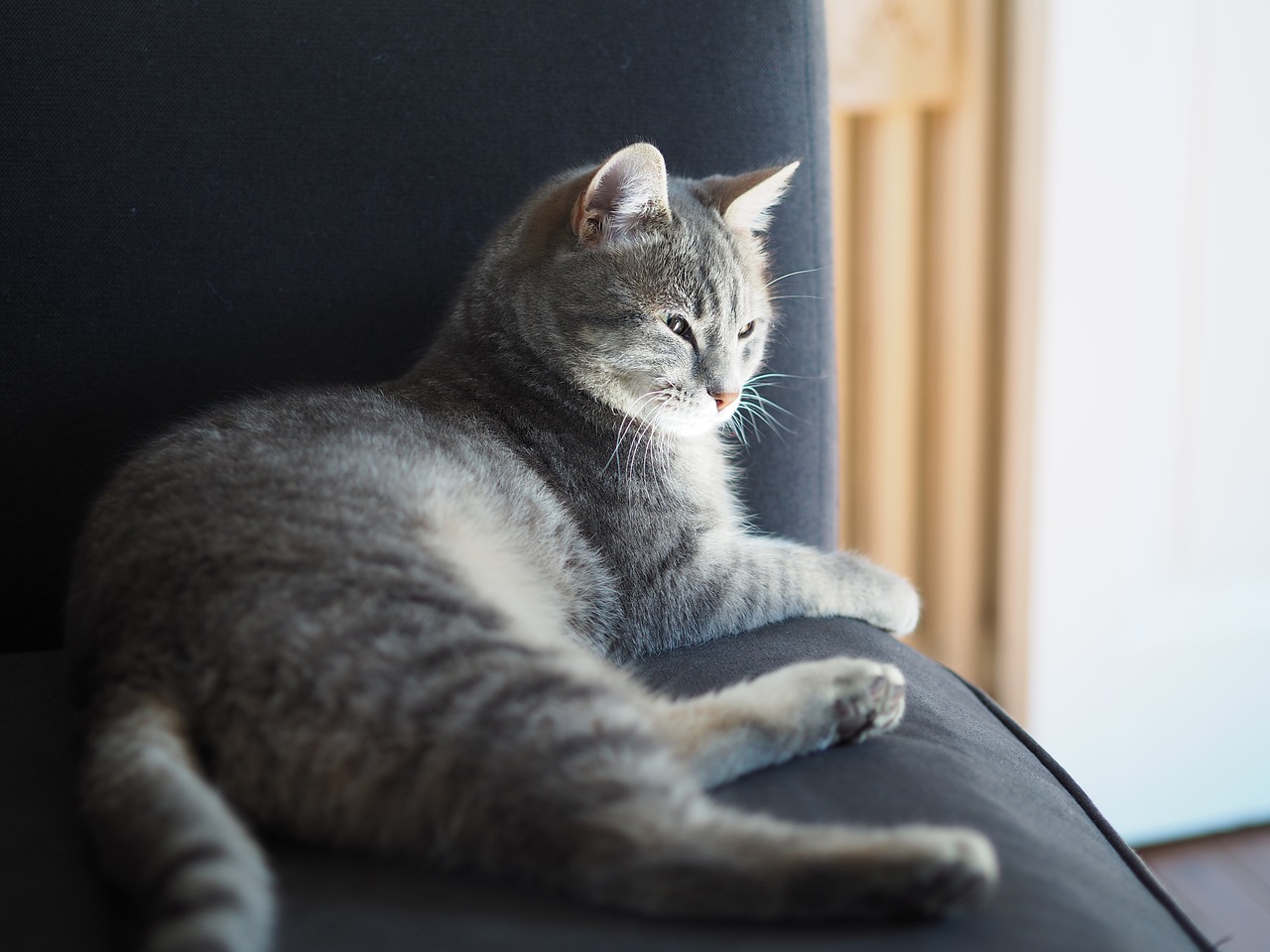 grey cat cat lying indoor cat free photo