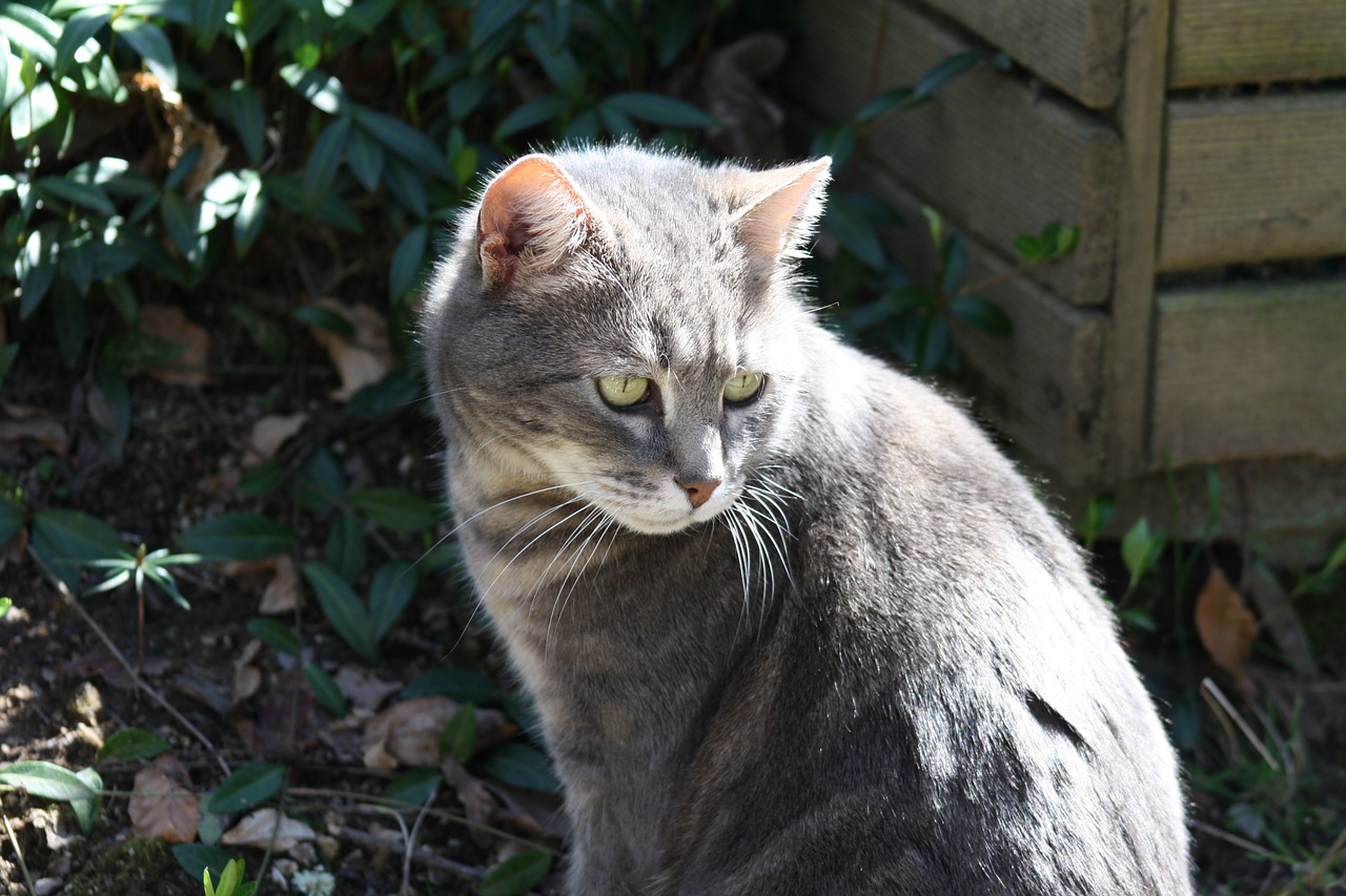 grey cat smokey grey feline cat in sunshine free photo