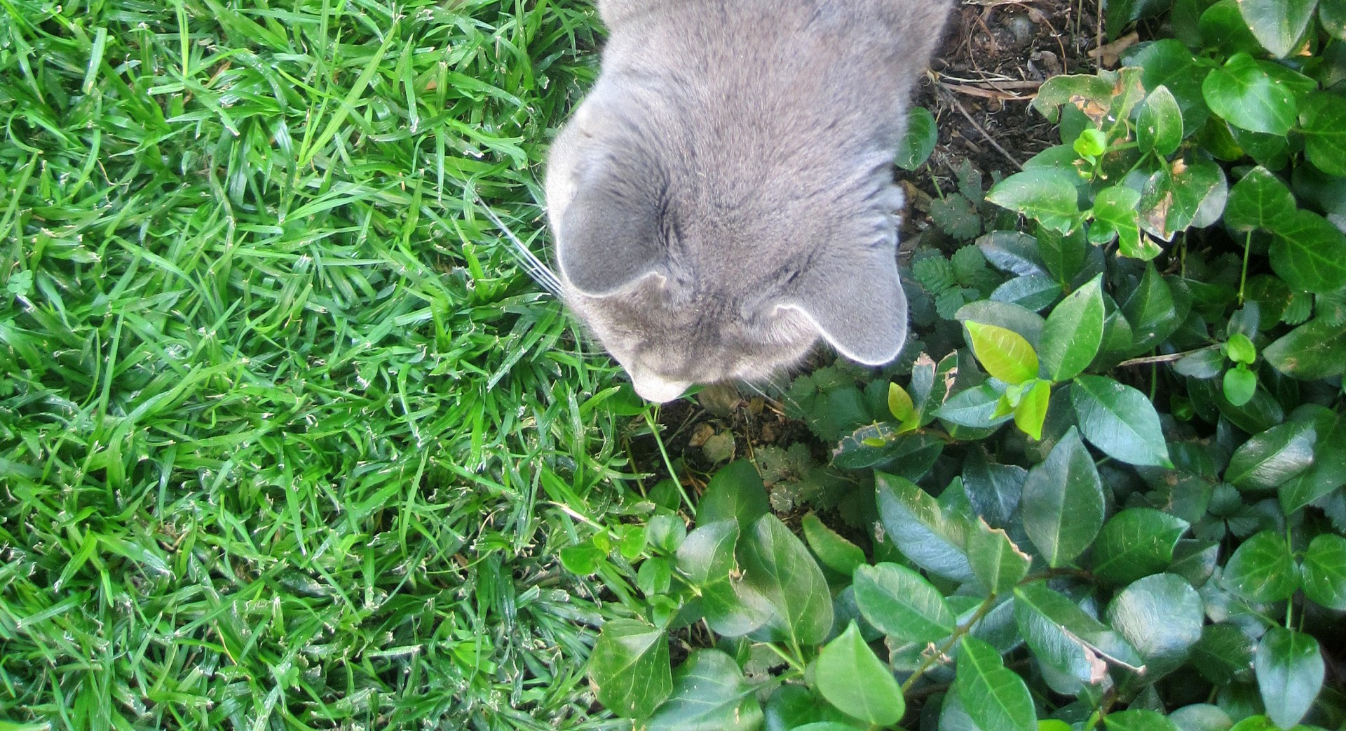 lawn green cat free photo