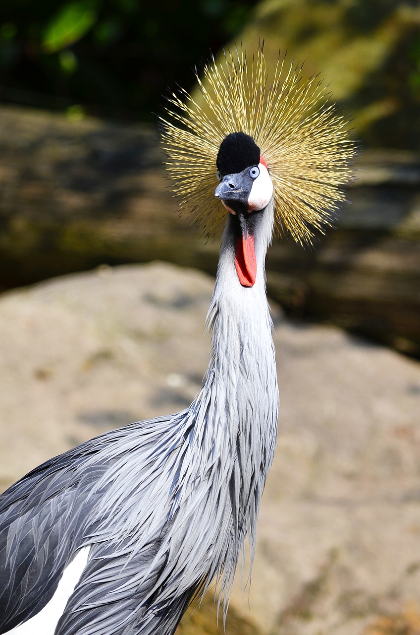 grey crowned crane balearica pavonina crane free photo