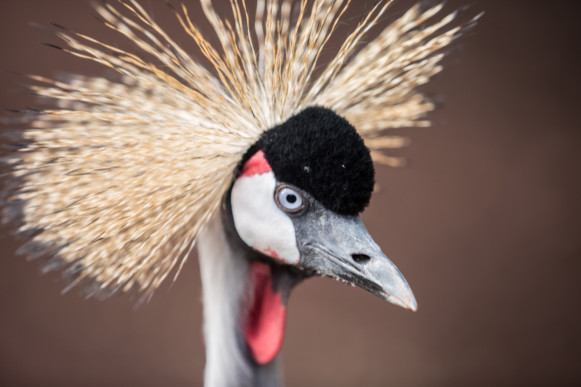 crane africa closeup free photo