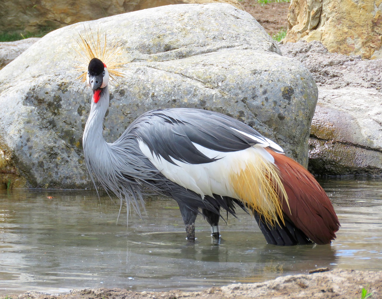 grey crowned crane uganda national bird crane free photo