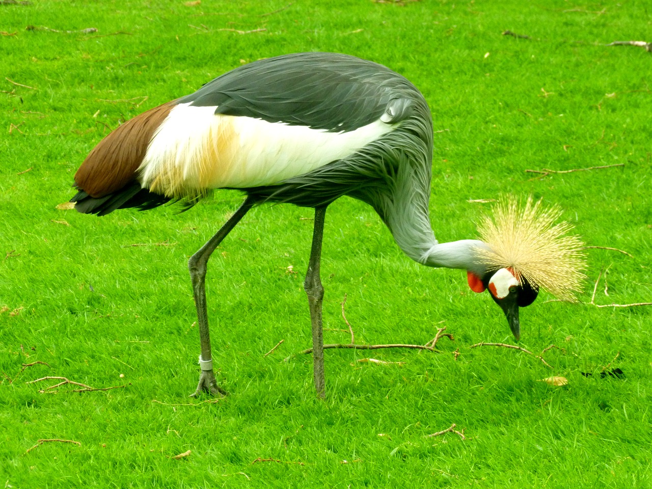 grey crowned crane crane bird free photo