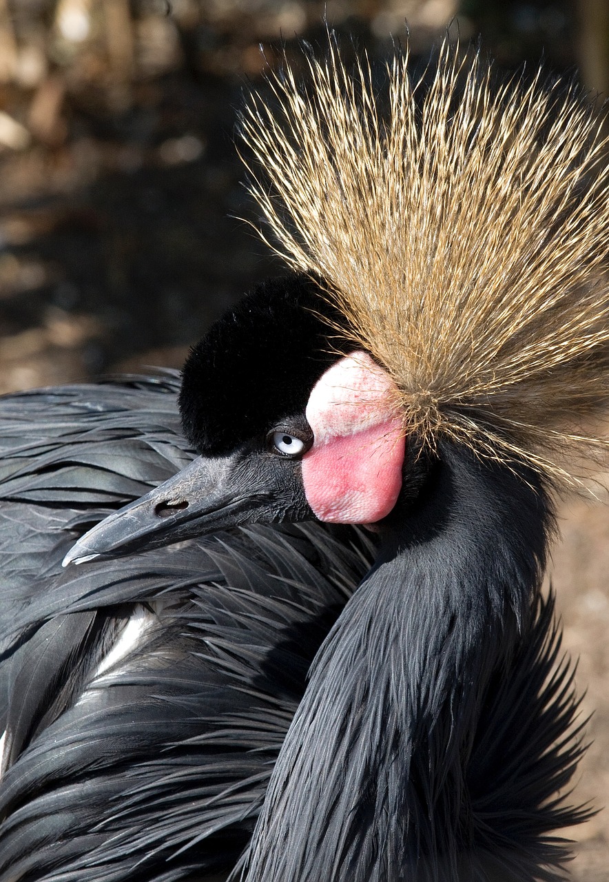 grey crowned crane birds crane free photo