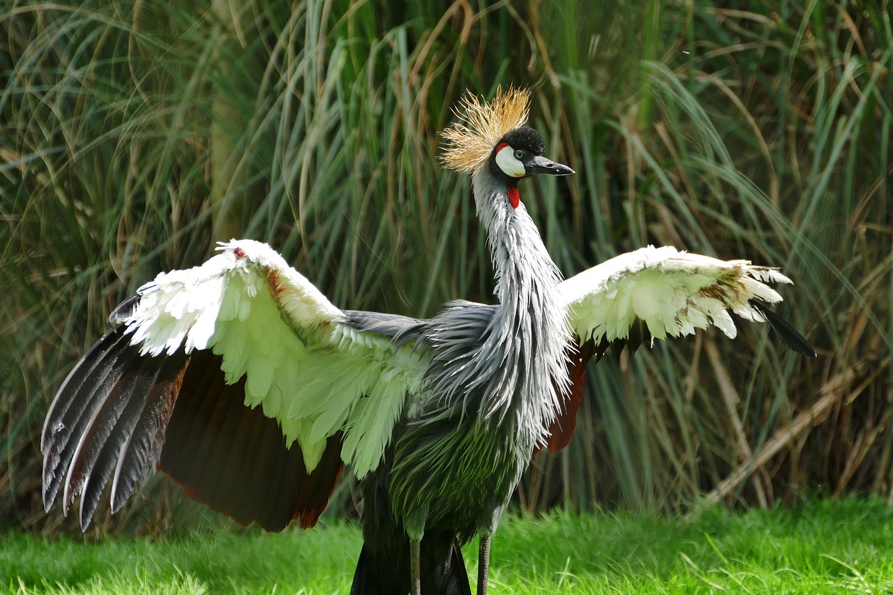 grey crowned crane bird crane free photo