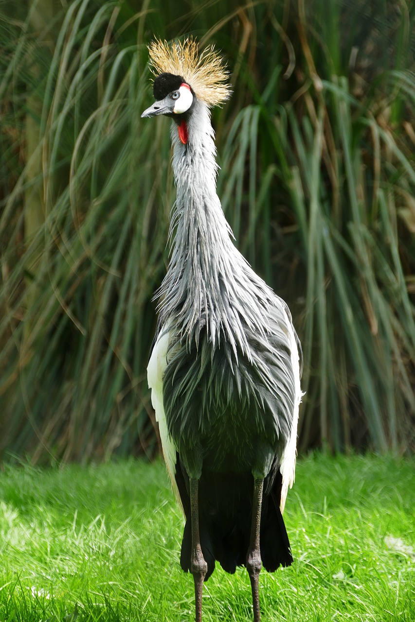 grey crowned crane bird crane free photo