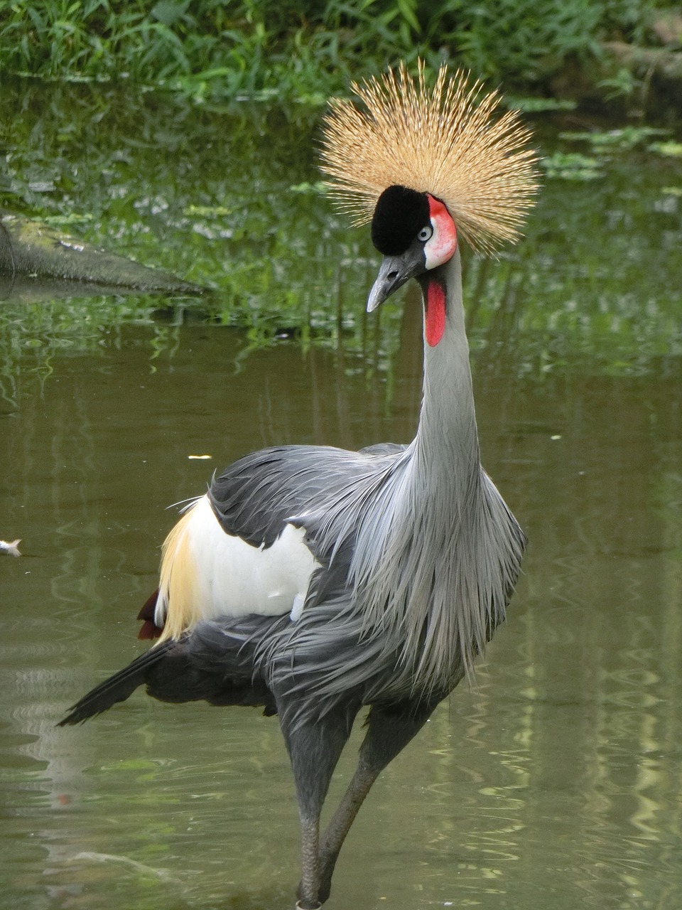 grey crowned crane crane singapore bird park free photo