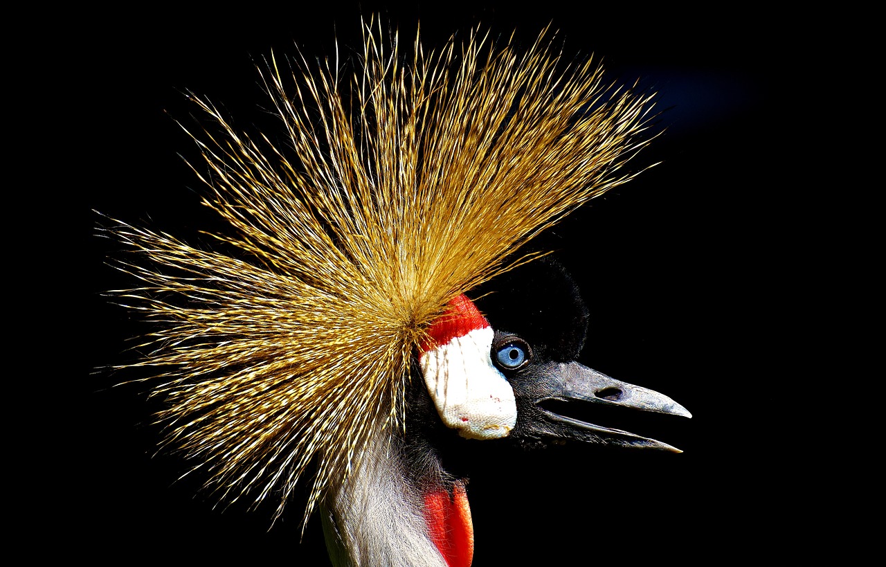 grey crowned crane baleurica regulorum bird free photo