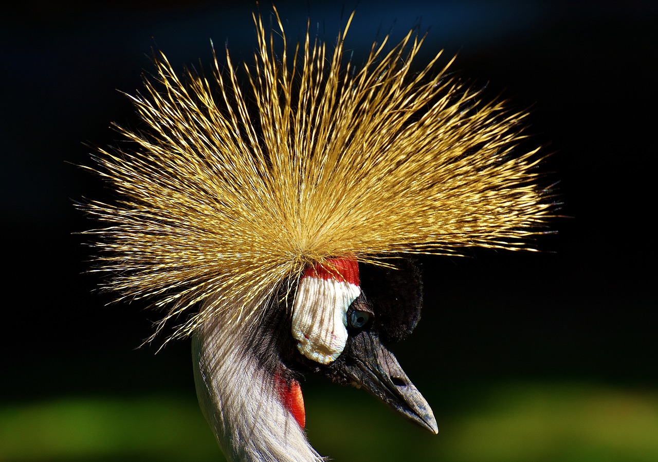 grey crowned crane baleurica regulorum bird free photo