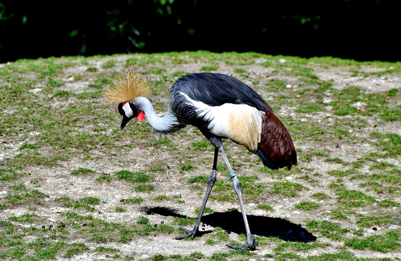 grey crowned crane baleurica regulorum bird free photo