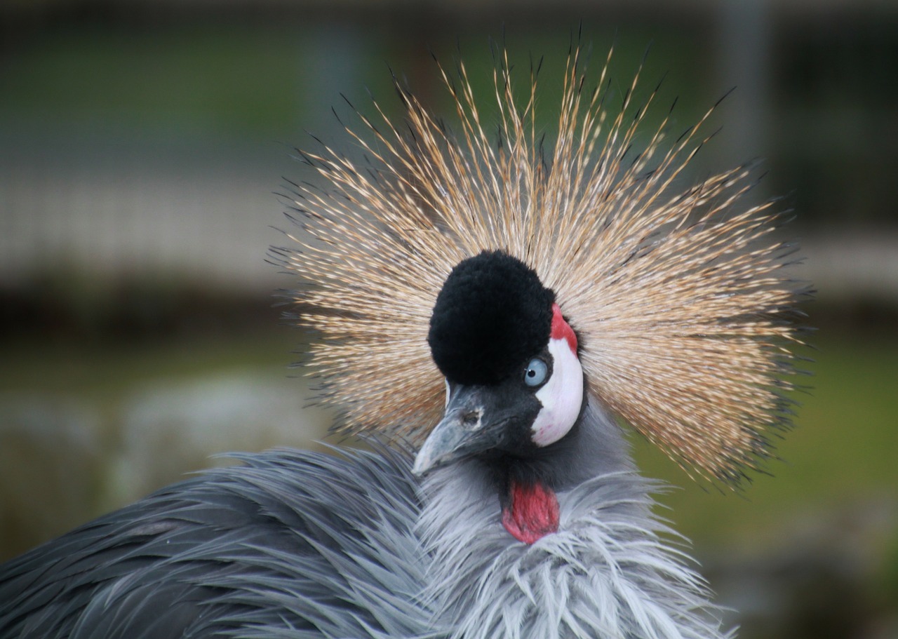grey crowned crane bird animal free photo