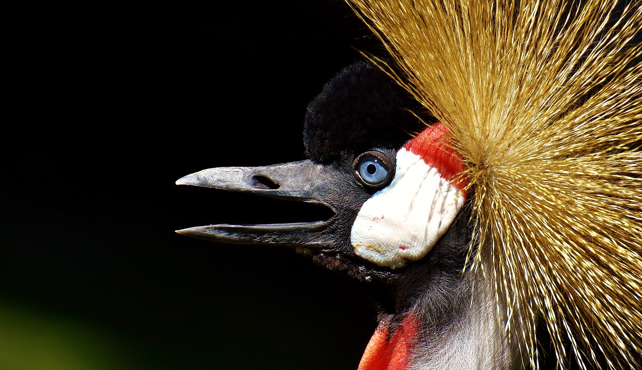 grey crowned crane baleurica regulorum bird free photo