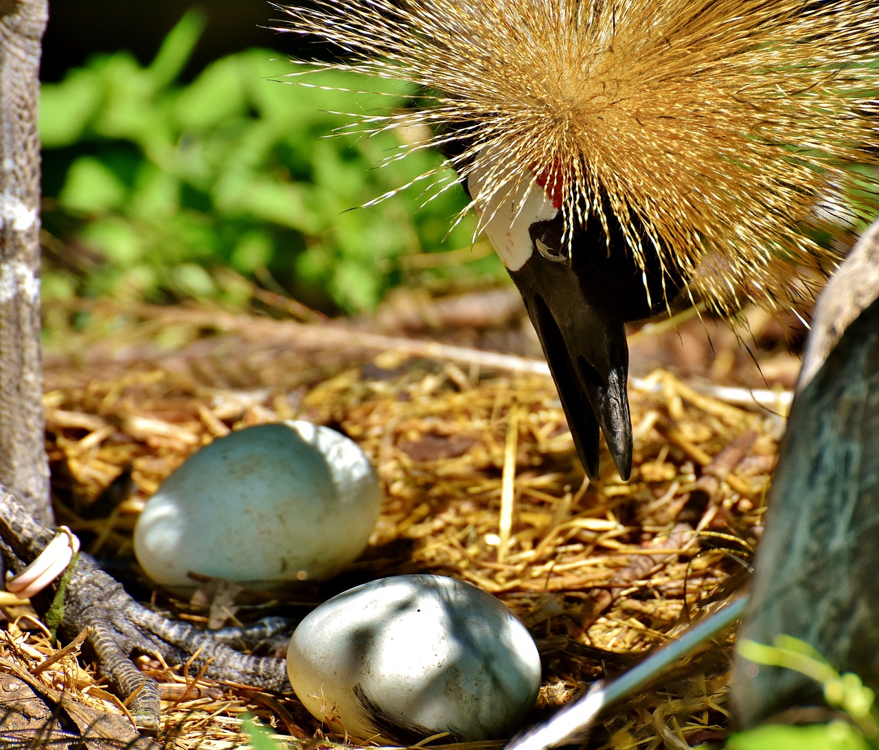 grey crowned crane egg nest free photo