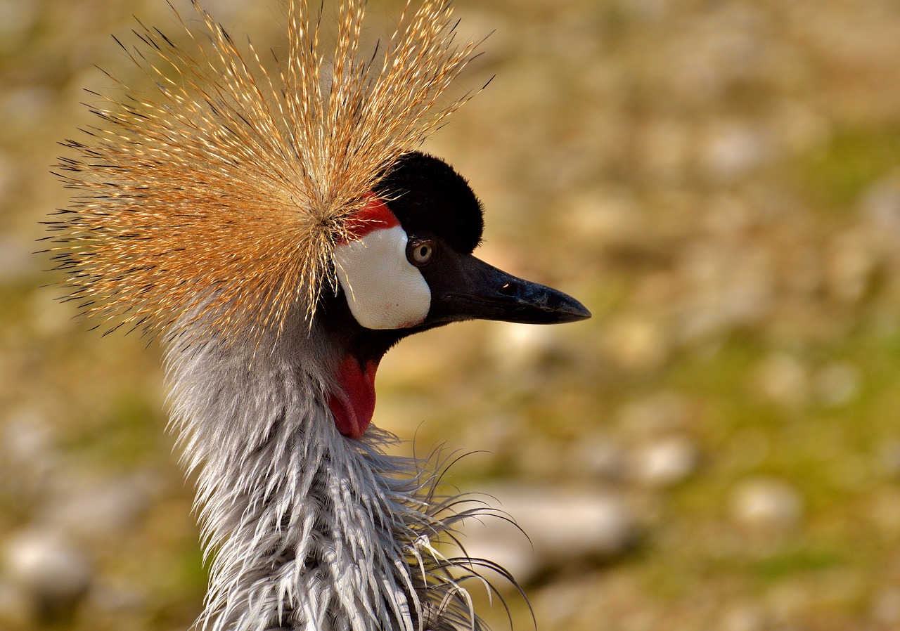 grey crowned crane baleurica regulorum bird free photo