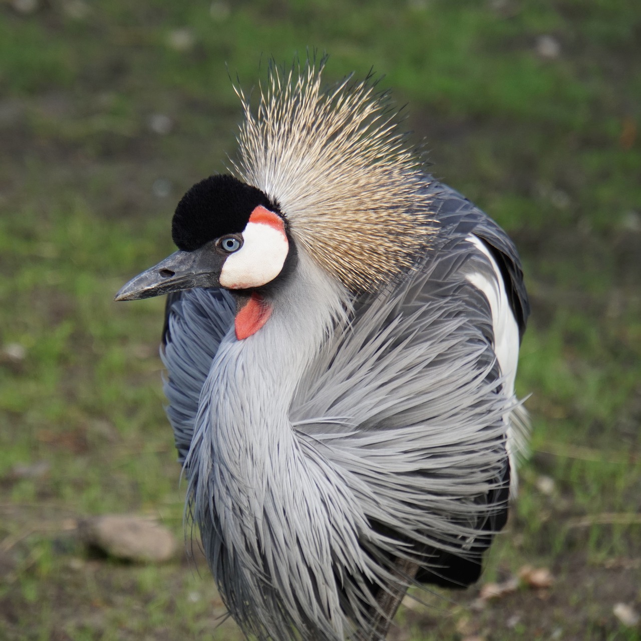 grey crowned crane bird animal world free photo
