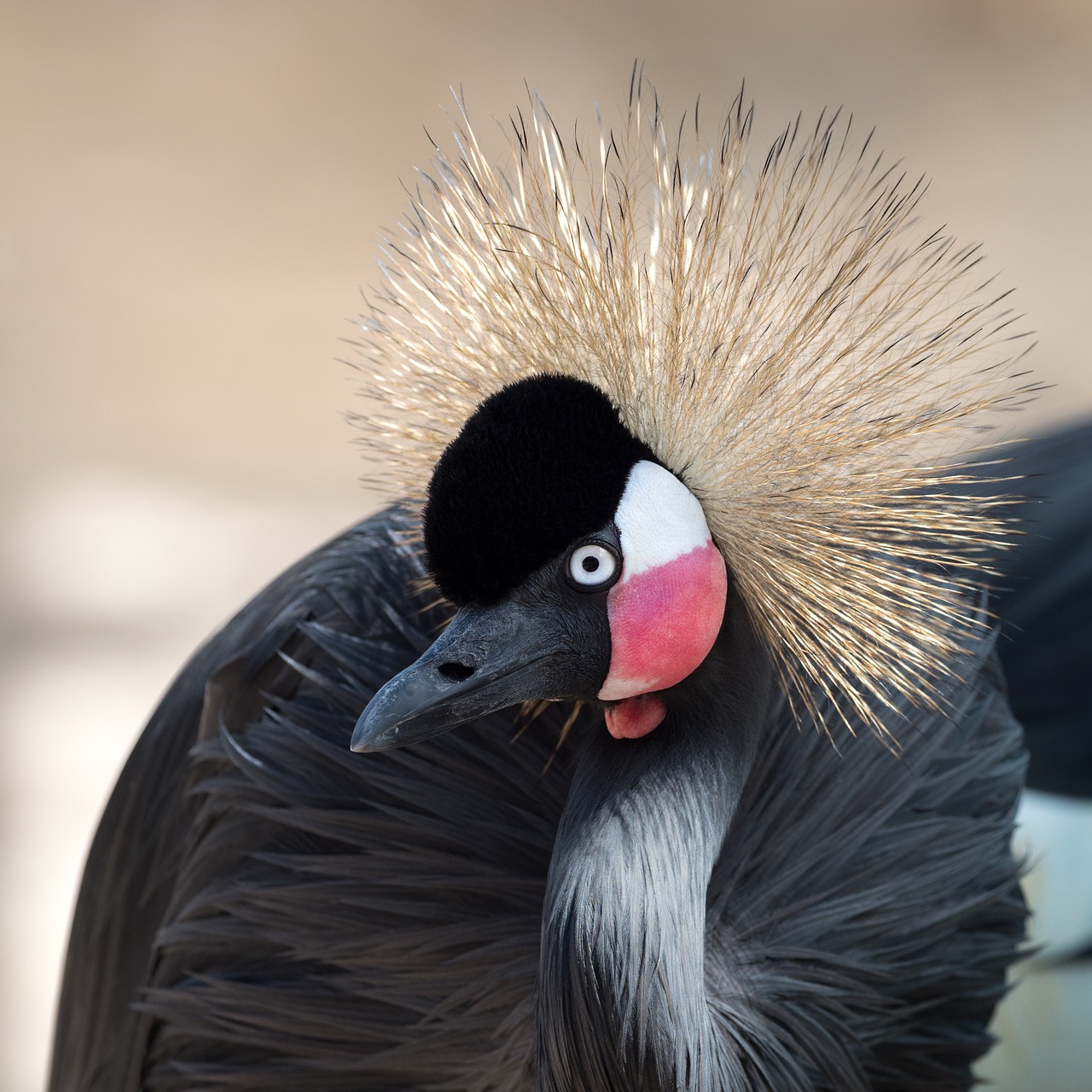grey crowned crane portrait bird free photo
