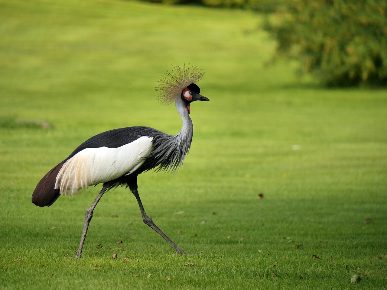 grey crowned crane  bird  crane free photo