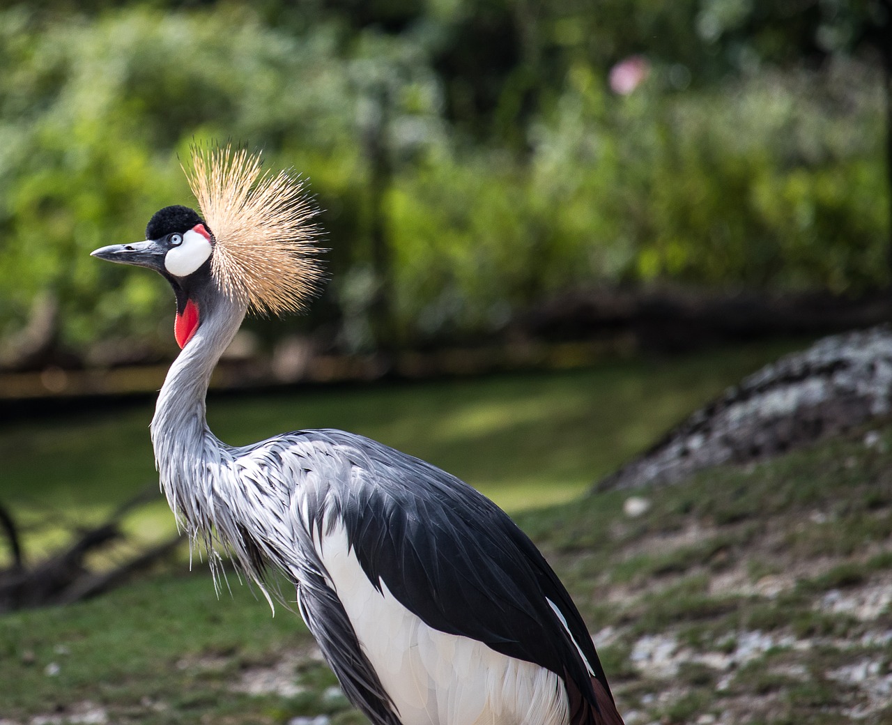 grey crowned crane  crane  bird free photo