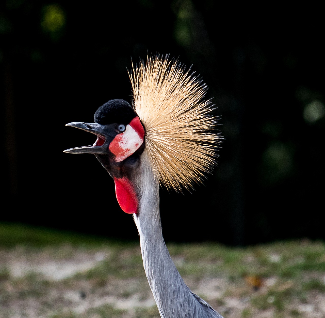 grey crowned crane  crane  bird free photo
