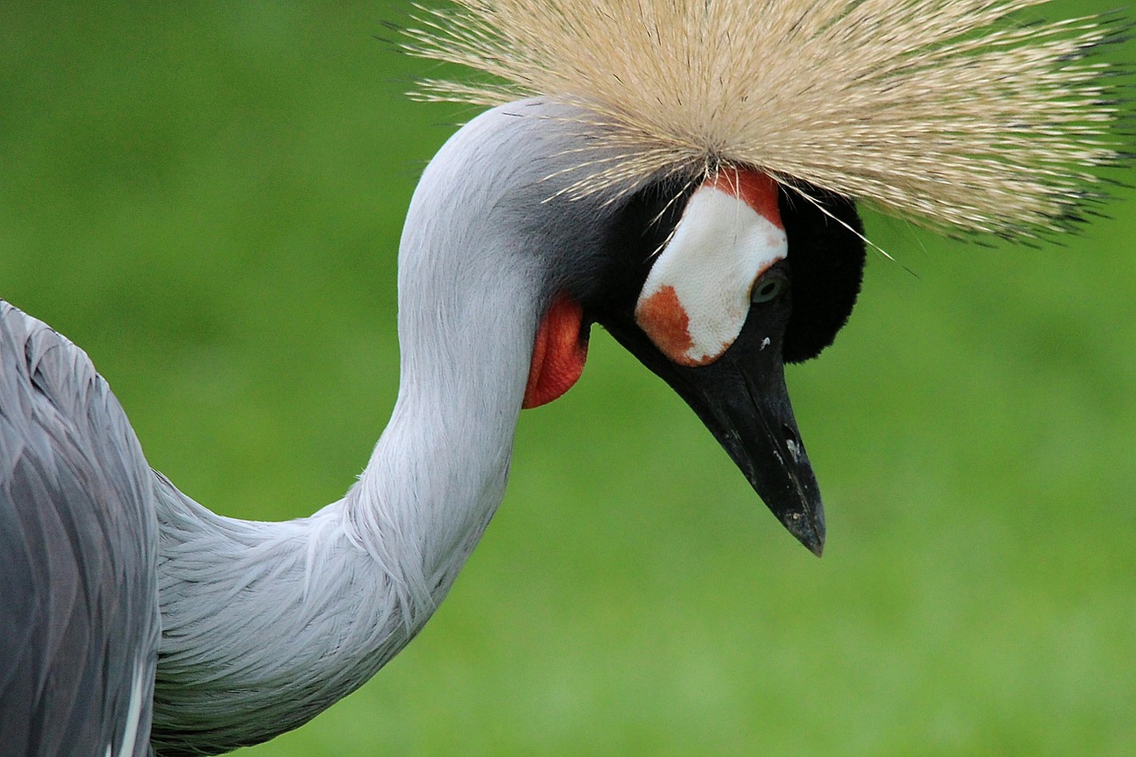 grey crowned crane crane balearica pavonina free photo