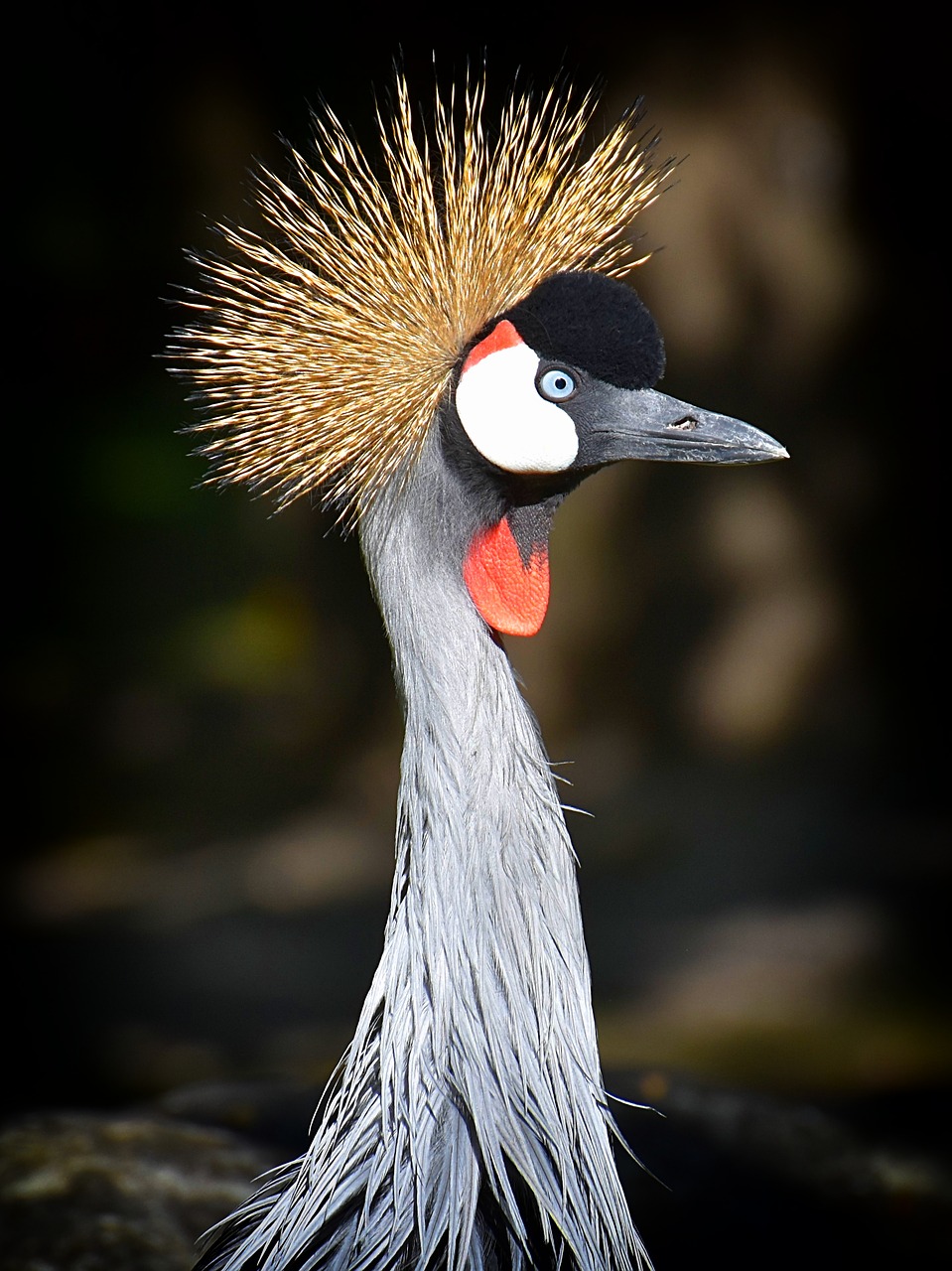 grey crowned crane  baleurica regulorum  bird free photo